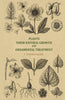 Plants, their natural growth and ornamental treatment thumbnail 1